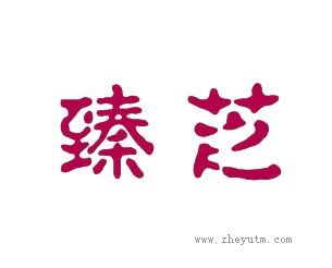 臻芝