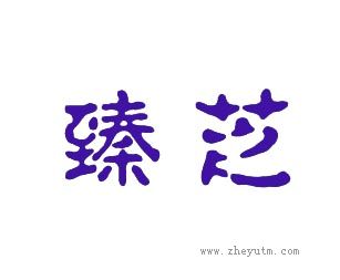 臻芝