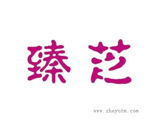 臻芝