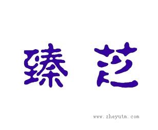 臻芝