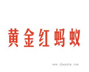 黄金红蚂蚁