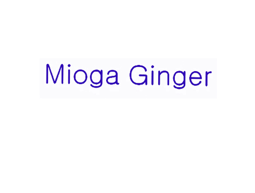 MIOGA GINGER