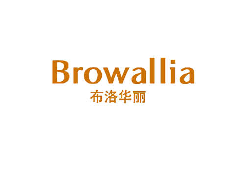 布洛华丽 BROWALLIA